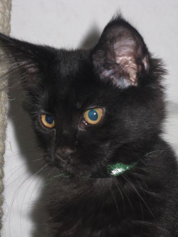 tl_files/bilder/kitten/D-Wurf/14Wochen/IMG_4198.JPG