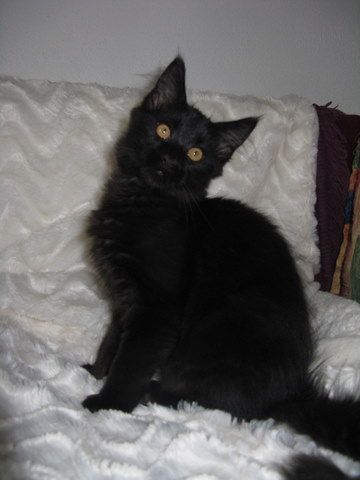 tl_files/bilder/kitten/D-Wurf/14Wochen/IMG_4298.JPG