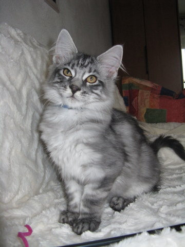 tl_files/bilder/kitten/D-Wurf/14Wochen/IMG_4323.JPG