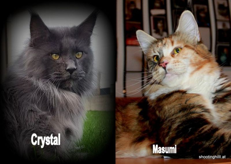 Masumi und Crystal
