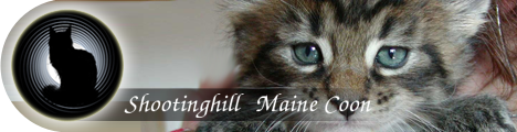 Shootinghill Maine Coon Banner 1/PNG transparent